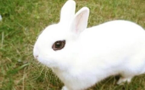 侏儒海棠兔怎么养？侏儒海棠兔吃什么？