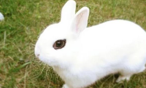 盘点世界八大宠物兔品种，你养过几种？