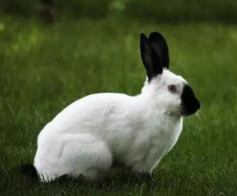 盘点世界八大宠物兔品种，你养过几种？