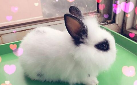 侏儒海棠兔的饲养注意事项