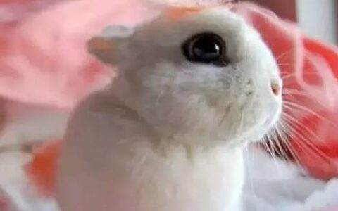 海棠兔的生活习性及生长繁殖
