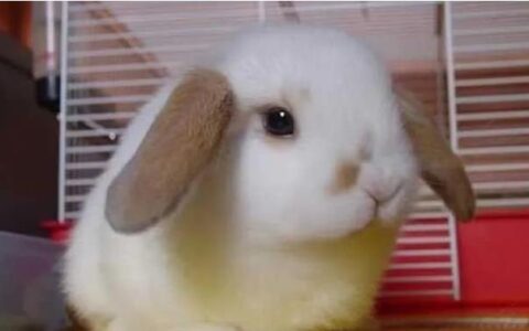 垂耳兔怎么养最好？垂耳兔的生活习性有哪些？