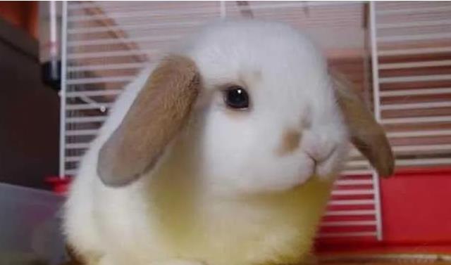 垂耳兔怎么养最好？垂耳兔的生活习性有哪些？