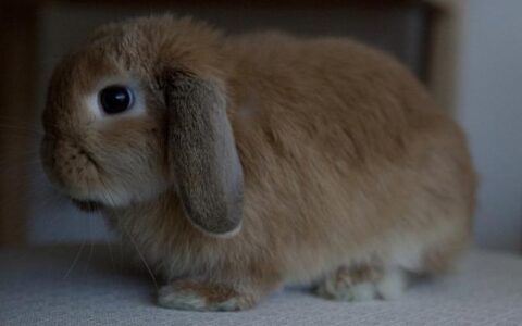 垂耳兔品种介绍（垂耳兔是什么品种的兔子）