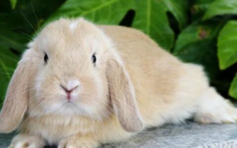 饲养垂耳兔是什么体验？