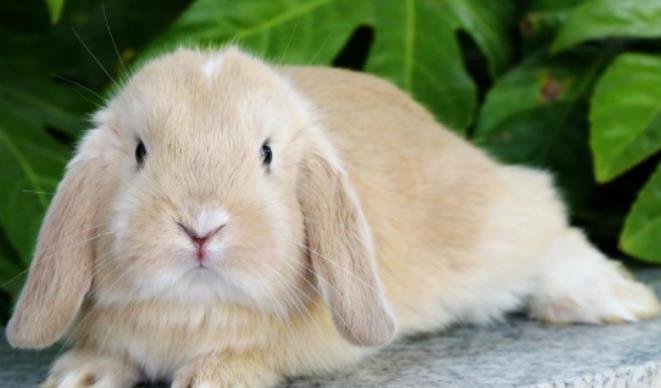 饲养垂耳兔是什么体验？