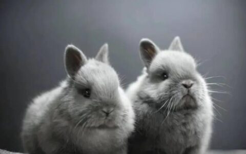 荷兰侏儒兔是好的家庭宠物吗？