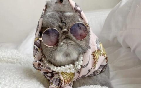 荷兰侏儒兔的历史起源