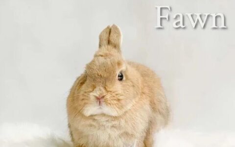 荷兰侏儒兔的比赛标准