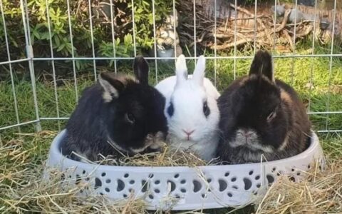 荷兰侏儒兔的性格怎么样？