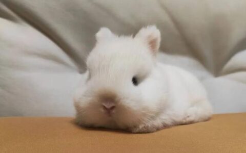 宠物兔适合吃哪些食物？