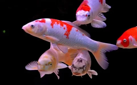 锦鲤鱼掉鱼鳞怎么办？（锦鲤鱼掉鱼鳞解决方法）