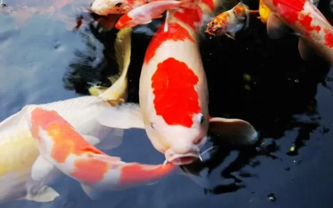 锦鲤鱼该怎么鉴赏？（锦鲤的鉴赏要点）