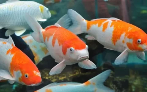 锦鲤鱼的品种有哪些？（锦鲤鱼品种及分类）