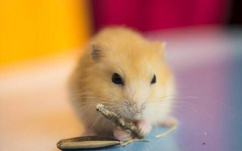 金狐仓鼠怎么养？（金狐仓鼠最适宜的温度是多少）