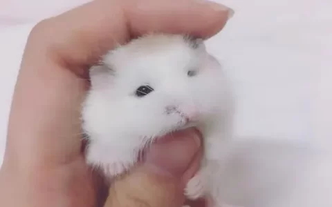 老婆婆仓鼠怎么养？（老婆婆仓鼠饲养环境）