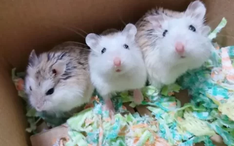 老婆婆仓鼠吃什么？（老婆婆仓鼠可以吃高蛋白类食物吗？）