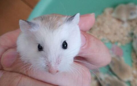 老婆婆仓鼠多少钱一只？（老婆婆仓鼠贵不贵？）