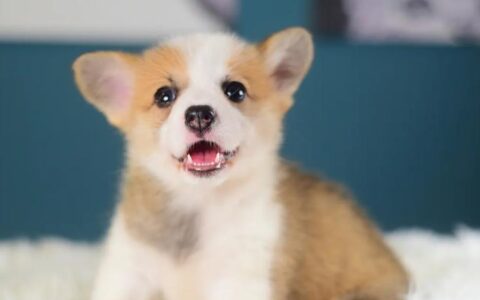 柯基犬属于什么犬？（柯基犬聪明吗？）