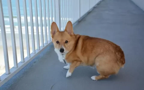 柯基犬的寿命有多长？（如何延长柯基犬的寿命？）