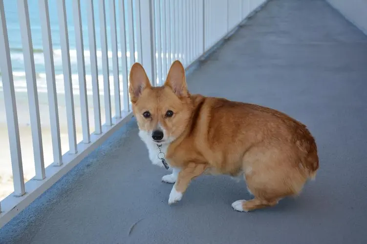 柯基犬的寿命有多长？（如何延长柯基犬的寿命？）
