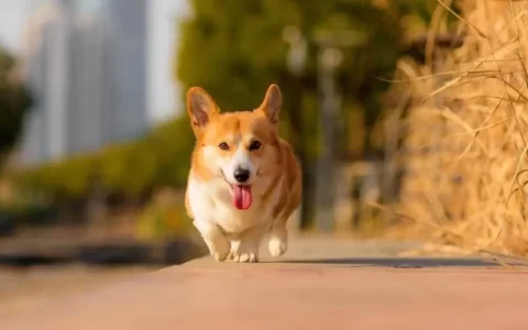 怎么挑选柯基犬？（柯基犬的选购要点）