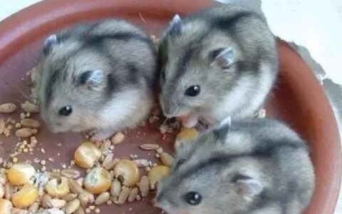 常见的宠物仓鼠品种有哪些？