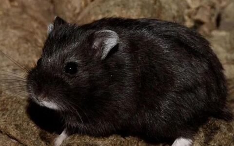 十大呆萌可爱的仓鼠品种，你养过哪些？