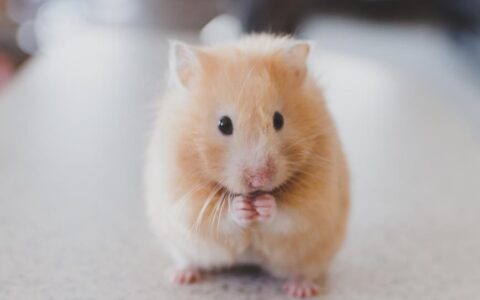 布丁仓鼠怎么养？（布丁仓鼠的饲养要点）