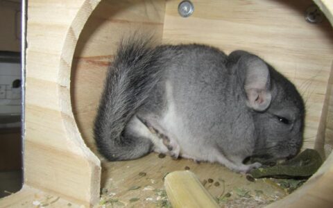 龙猫与老鼠有什么区别？