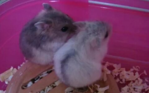 紫仓仓鼠怎么养？紫仓仓鼠怎么训练？