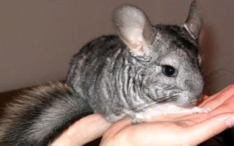 龙猫感冒有什么症状？（龙猫感冒怎么办)