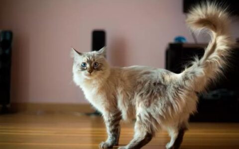 猫咪有异味是什么原因？猫咪有异味该怎么办？