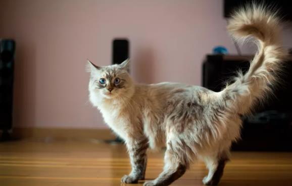 猫咪有异味是什么原因？猫咪有异味该怎么办？