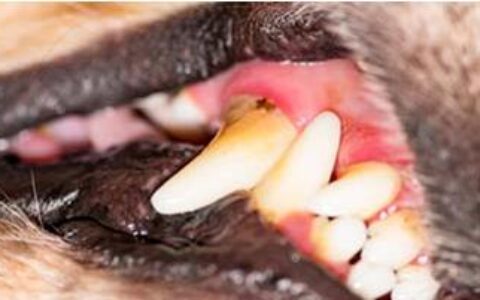 狗狗犬牙龈炎的预防和治疗指南