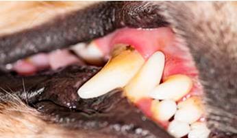 狗狗犬牙龈炎的预防和治疗指南