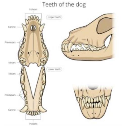 狗狗犬牙龈炎的预防和治疗指南