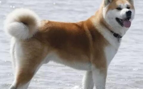 伤人数排名前十的狗狗品种（哪些品种的狗狗爱咬人？）