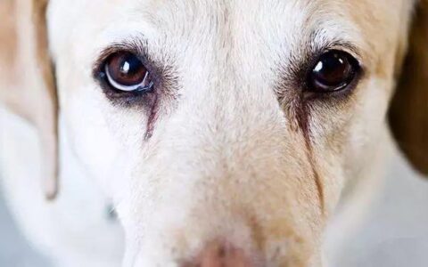 狗狗有泪痕是咋回事？（狗狗有泪痕该怎么办？）