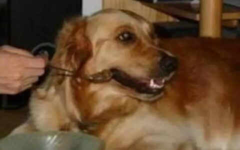 狗狗偏食和挑食该怎么办？