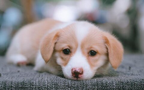 什么是“星期狗”？如何避免买到“星期狗”？