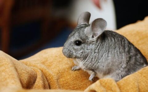 龙猫的11种常见病的病因及治疗