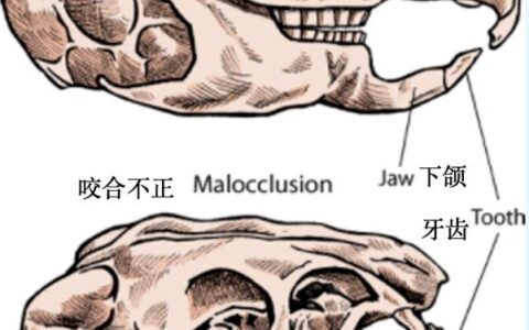 龙猫的常规护理及常见病