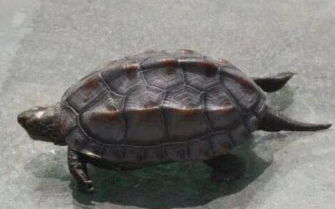 中华草龟常见病及训练方法
