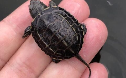 中华草龟该怎么养？