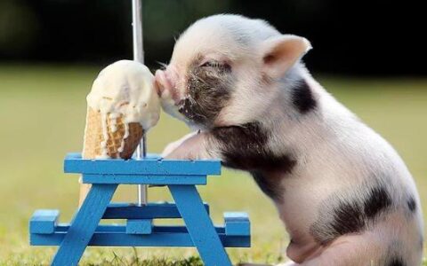 小香猪该怎么养？（小香猪的养殖技巧）