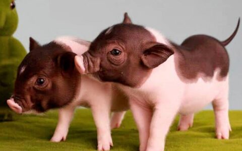 小香猪的生长环境、形态特征及繁殖方法