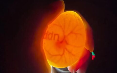 柯尔鸭怎么繁殖？（柯尔鸭的繁殖攻略）