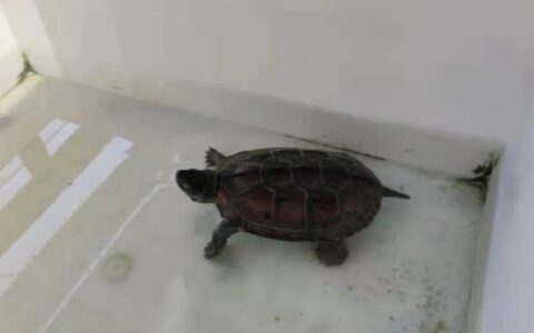 中华草龟该怎么养？（中华草龟饲养攻略）