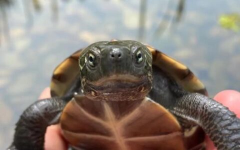 饲养中华草龟容易出现哪些问题？